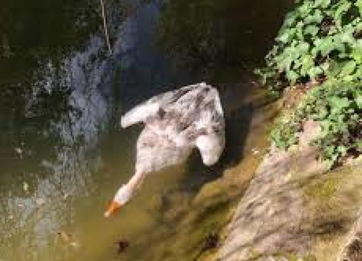 ADRANO, PAPERA UCCISA BARBARAMENTE   ALLA VILLA COMUNALE CON UN PETARDO - 