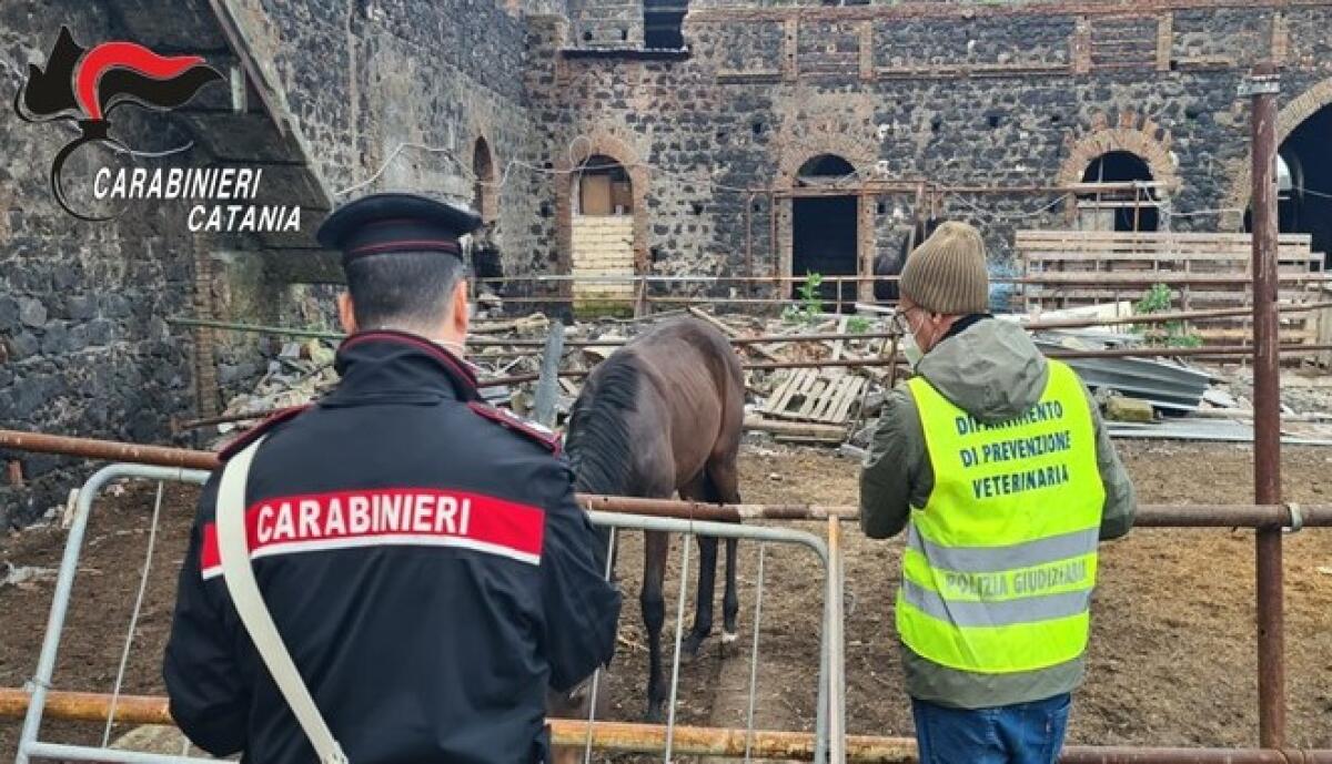 ISPEZIONATE TRE STALLE  NEL QUARTIERE DI SAN CRISTOFORO, TROVATI  OTTO CAVALLI SENZA MICROCHIP, SANZIONATI PER 37 MILA I PROPRIETARI - 