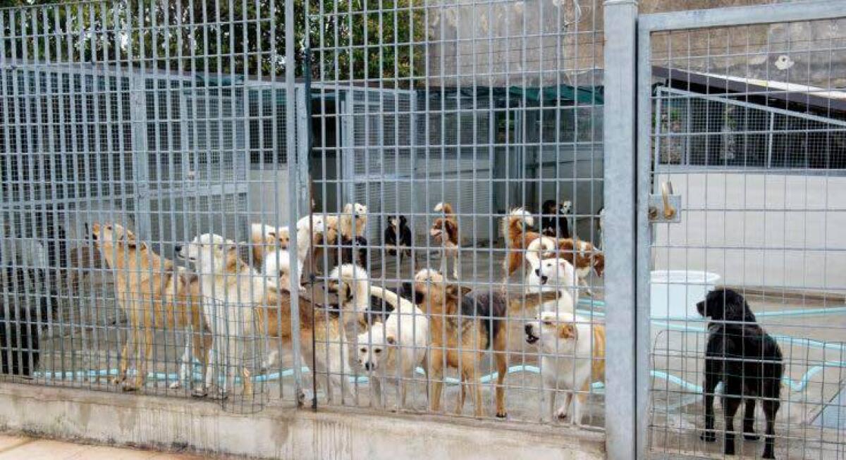 IL COMUNE DI PATERNÒ AMMESSO A FINANZIAMENTO DEL MINISTERO DELL’INTERNO PER 300MILA EURO PER IL CANILE COMUNALE - 