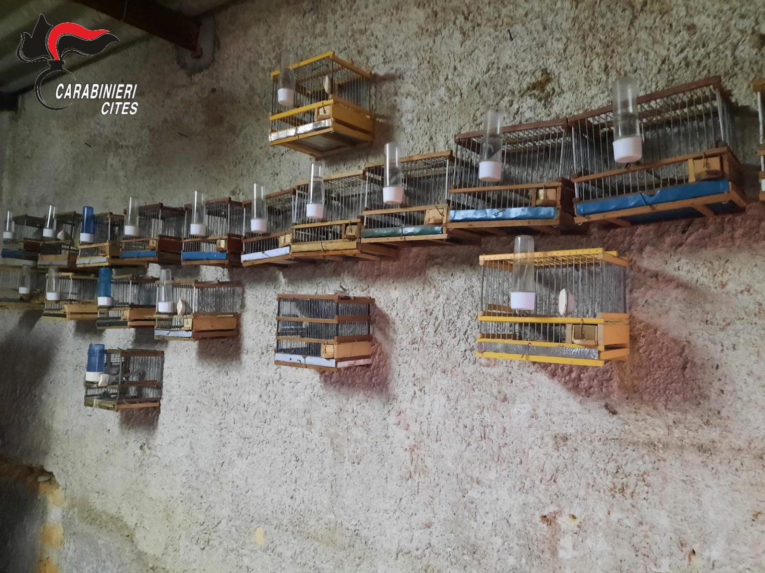 TRAFFICO D’ANIMALI IN VIA D’ESTINZIONE IN SICILIA : I CARABINIERI  DENUNCIANO 23 PERSONE