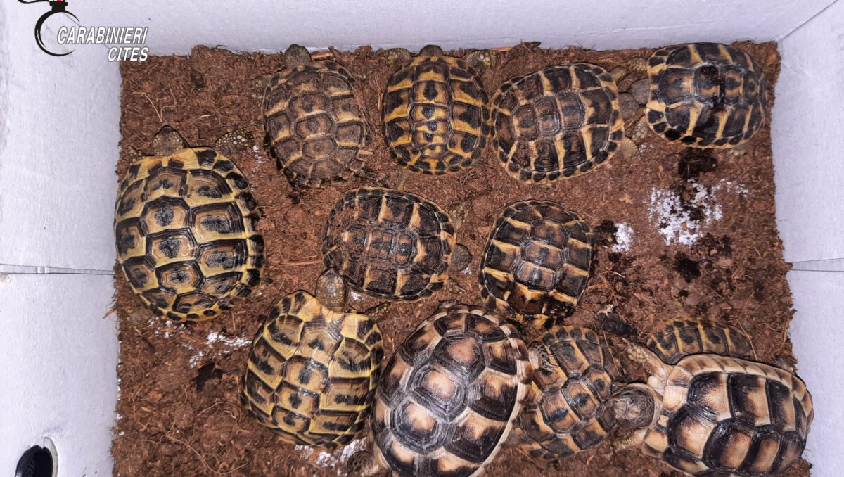 TRAFFICO D’ANIMALI IN VIA D’ESTINZIONE IN SICILIA : I CARABINIERI  DENUNCIANO 23 PERSONE