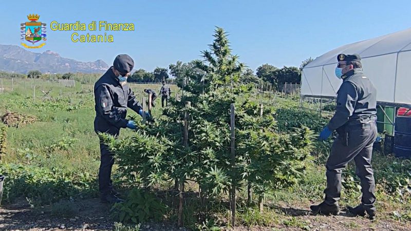 CALATABIANO, SEQUESTRATI 260 CHILI DI CANAPA “LIGHT”