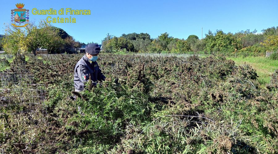 CALATABIANO, SEQUESTRATI 260 CHILI DI CANAPA “LIGHT”