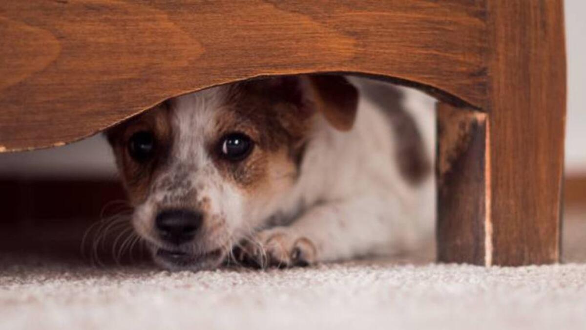 CAPODANNO 2022, "MORTI ALMENO 400 TRA CANI E GATTI PER I BOTTI" - 