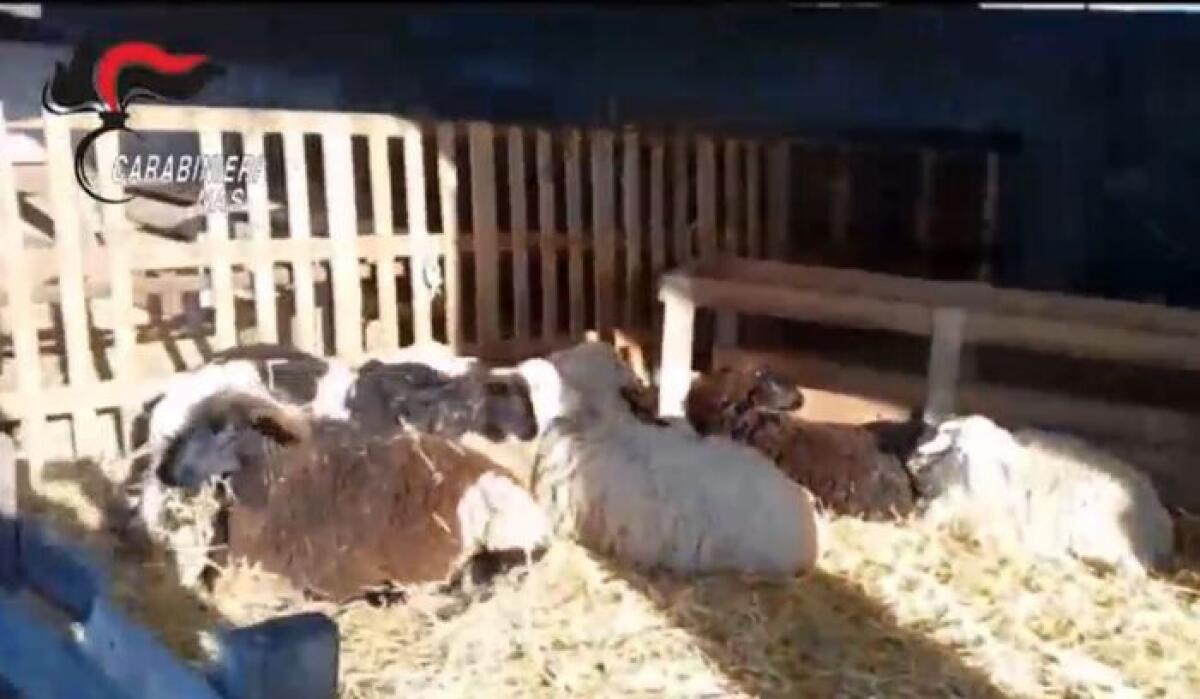 I NAS SEQUESTRANO ALLEVAMENTO NELL'ACESE, MACELLAZIONE ABUSIVA E FORMAGGI FUORILEGGE - 