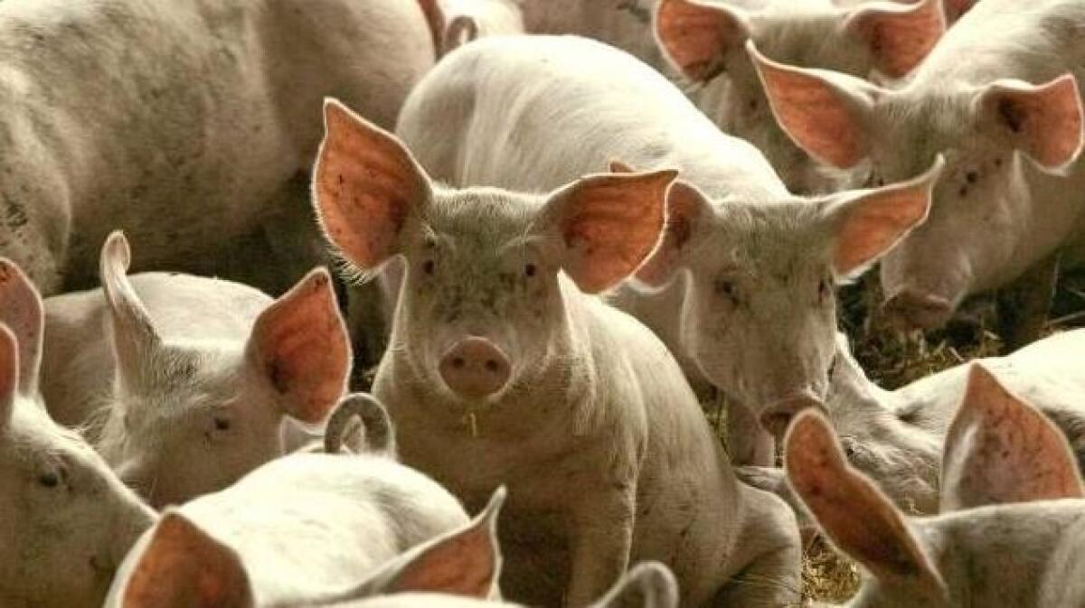 PESTE SUINA, ALLARME IN TUTTO IL MONDO. L'OMS: «È IN 50 PAESI, SITUAZIONE MAI COSÌ DIFFICILE» - 