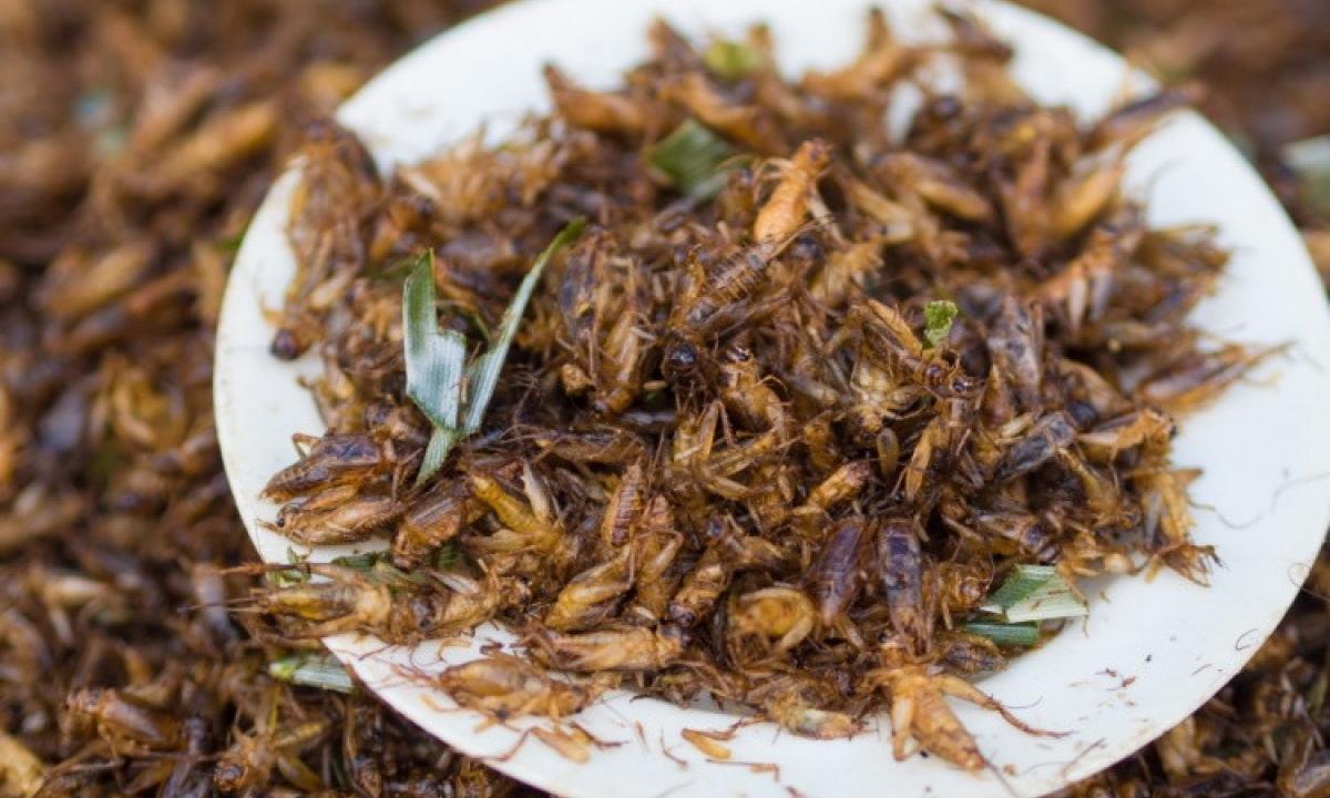 SULLE NOSTRE TAVOLE ARRIVANO I GRILLI, VIA LIBERA DELL'UE AL CONSUMO PER L'UOMO - 