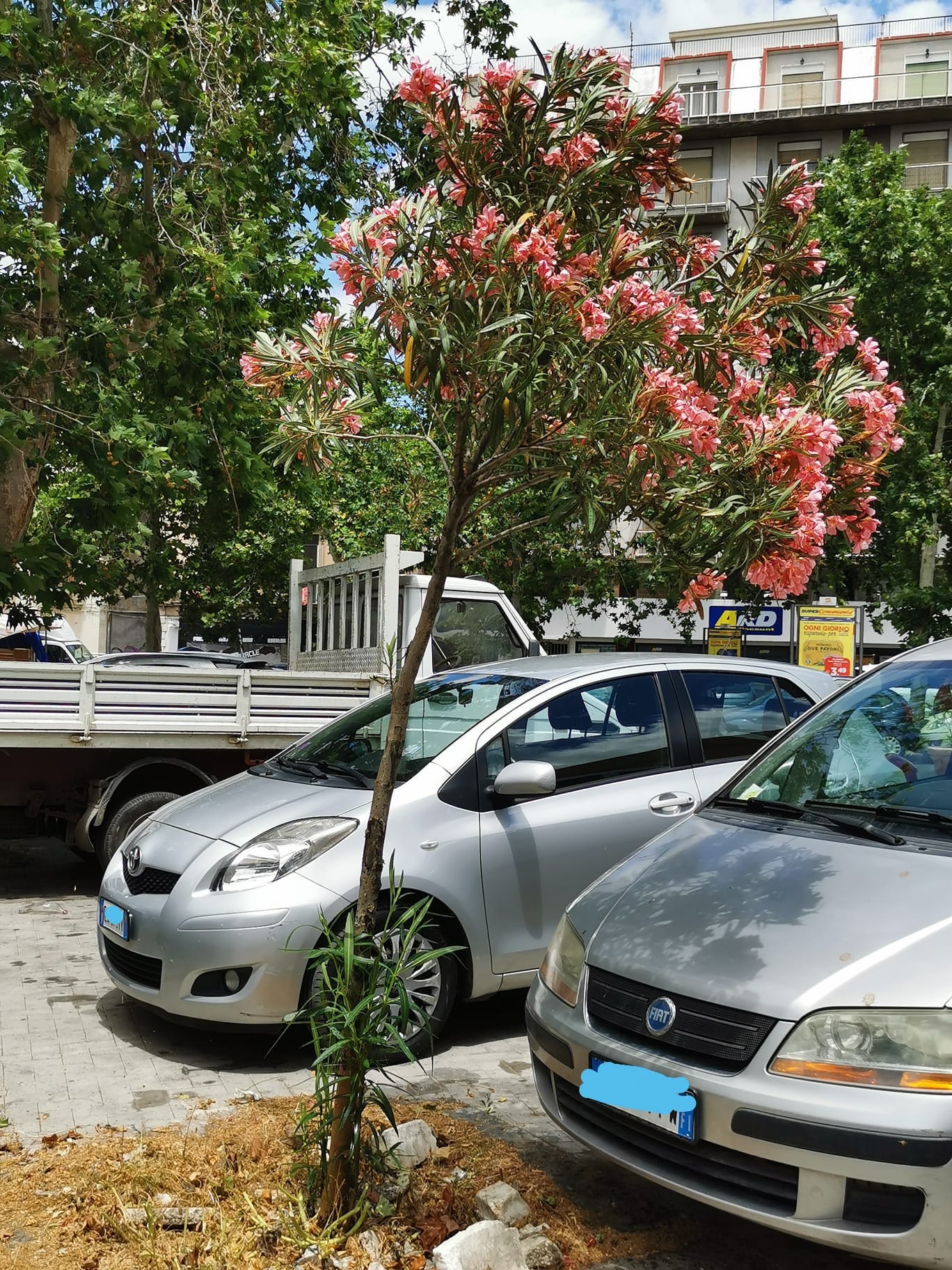 GRUPPO SCOUT PATERNÒ 3 " NON CI FERMEREMO, FINO A QUANDO LA PIAZZA VITTORIO VENETO NON TORNERÀ LIBERA E DI TUTTI"