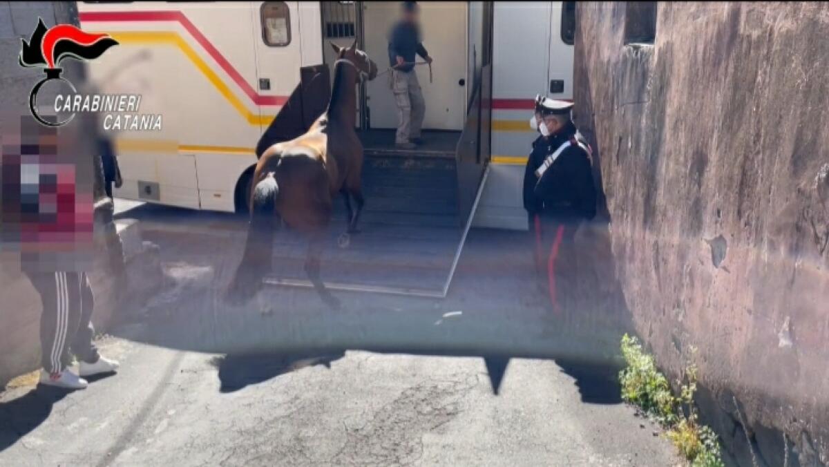 PATERNO': CORSE CLANDESTINE DI CAVALLI, TRE DENUNCE - 