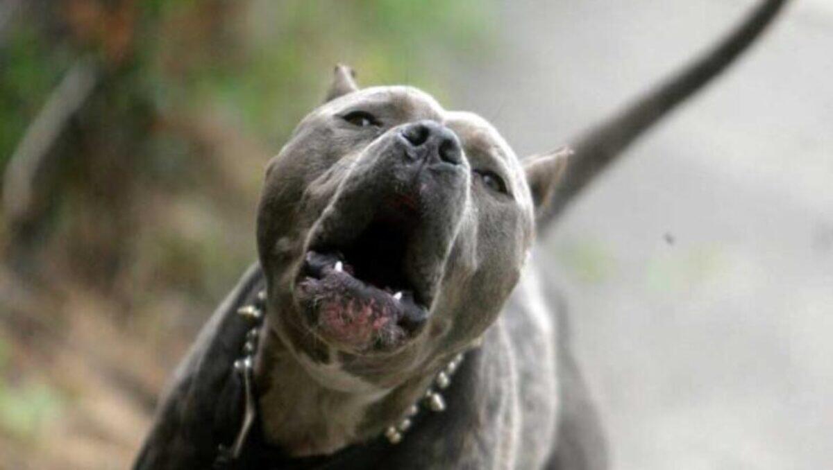 MELILLI (SR), DONNA AZZANNATA ALLA GOLA DA UN PITBULL IN UN BAR: È IN PROGNOSI RISERVATA - 