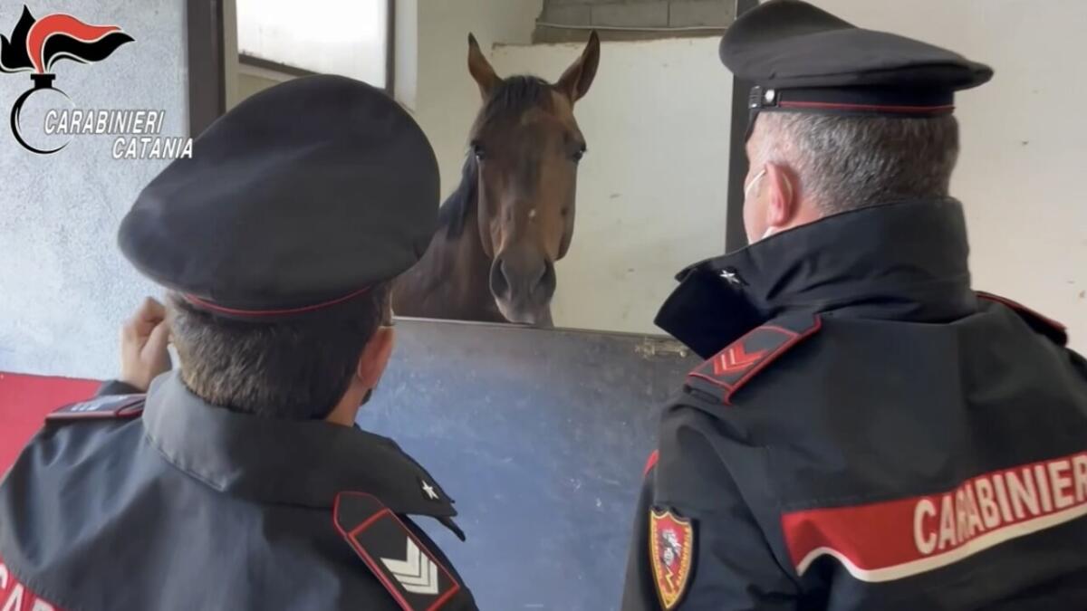 SANTA MARIA DI LICODIA:: CORSE CLANDESTINE, SEQUESTRATI CAVALLI  TRE DENUNCIATI. IL VIDEO - 