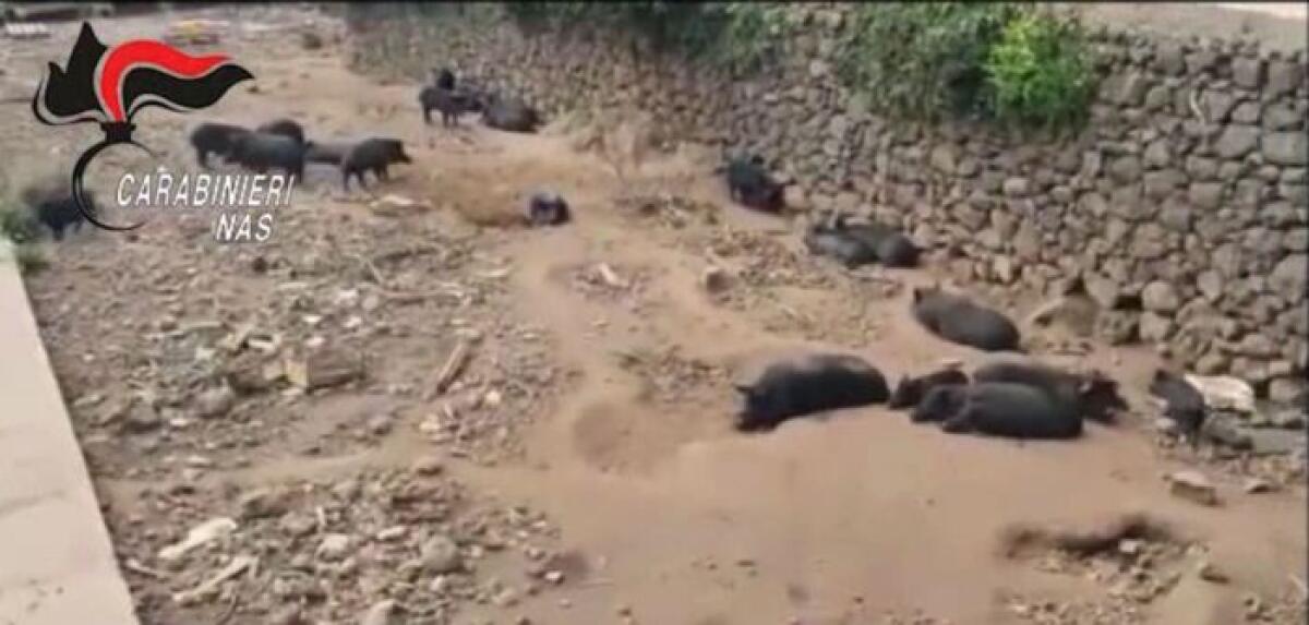 MISTERBIANCO: SEQUESTRATO ALLEVAMENTO ABUSIVO DI SUINI, TARTARUGHE E CARDELLINI - 