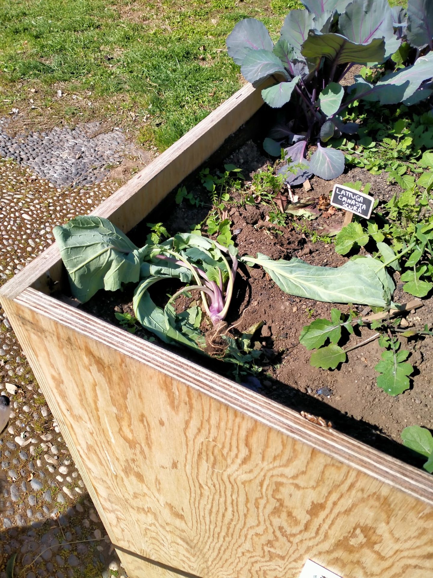 PATERNO'  VANDALI DANNEGGIANO LE PIANTINE ALLA VILLA