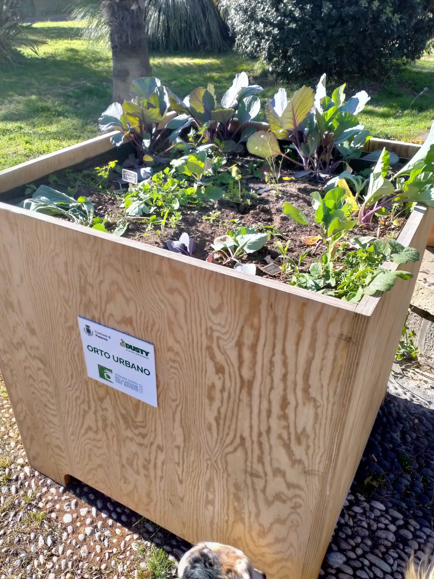 PATERNO'  VANDALI DANNEGGIANO LE PIANTINE ALLA VILLA