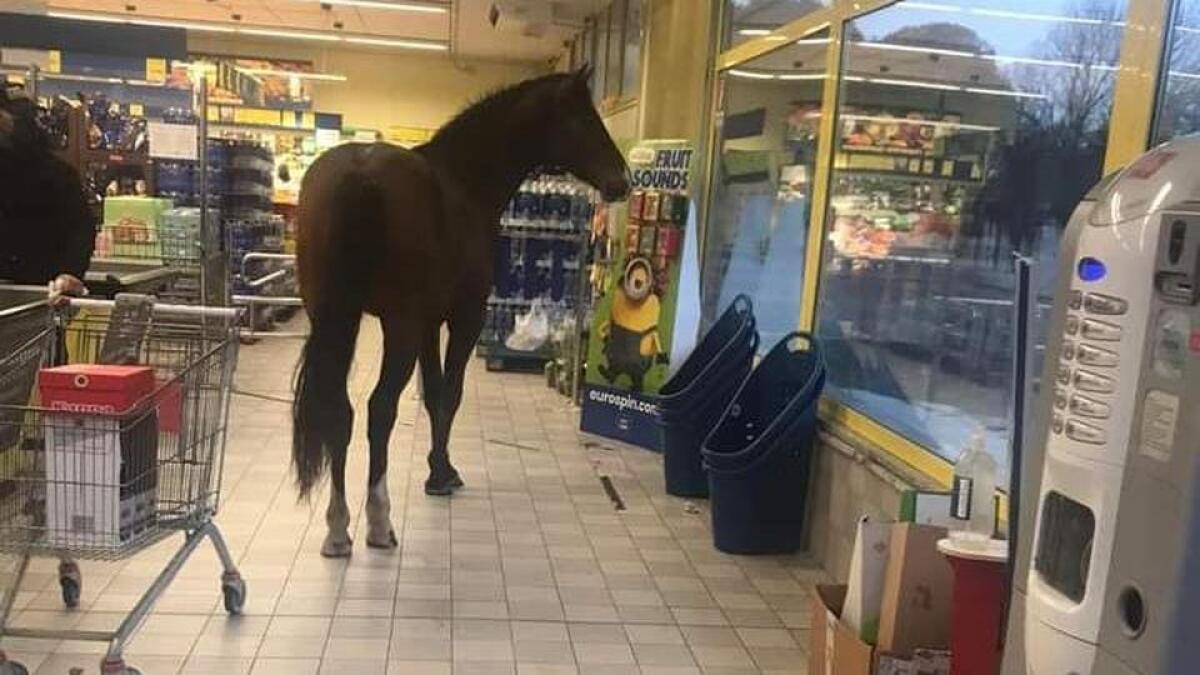 SASSARI. UN CAVALLO IN FUGA ENTRA AL SUPERMERCATO - IL VIDEO - 