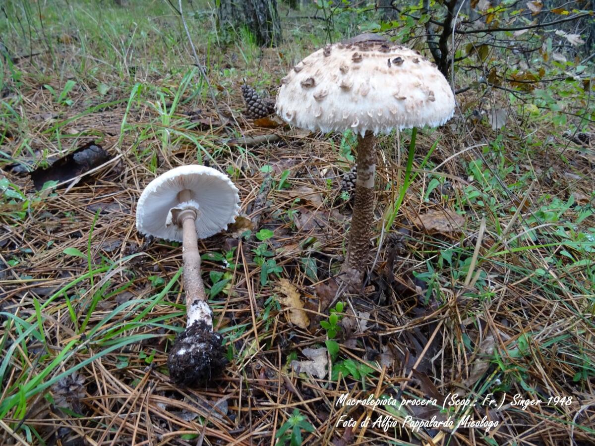 RIAPERTO L’ISPETTORATO MICOLOGICO DELL’ASP DI CATANIA - 