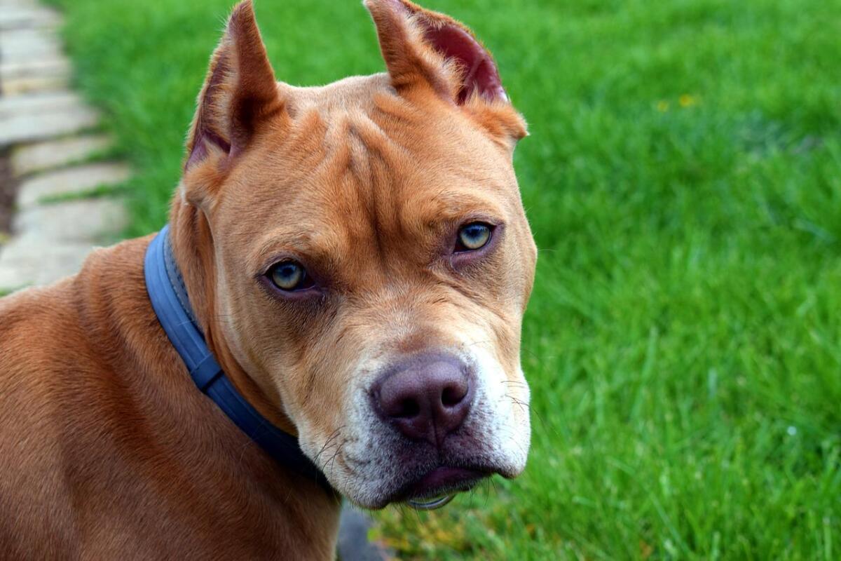 PAURA A SCICLI, BIMBO DI 3 ANNI AZZANNATO DAL PITBULL DI FAMIGLIA - 