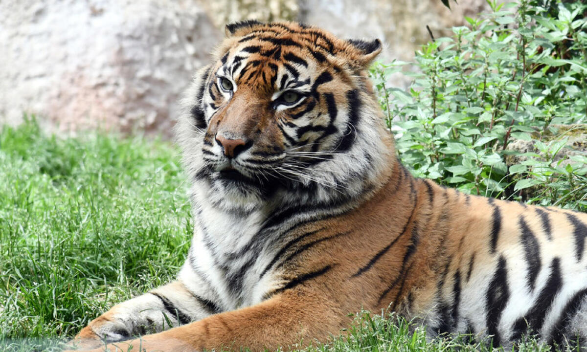 TIGRE FUGGE DALLA GABBIA DI UN CIRCO A RAGUSA E   UCCIDE UN PONY: CATTURATA - 