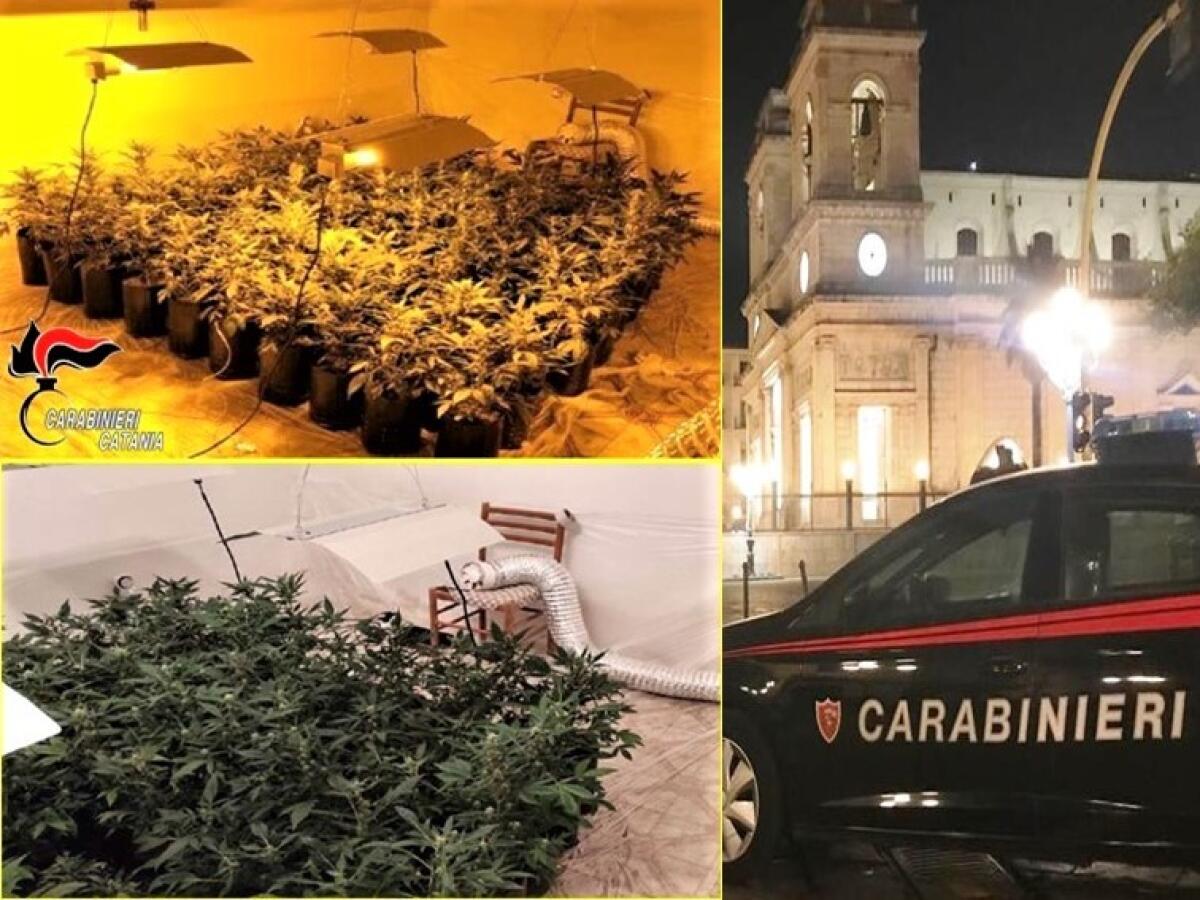 GIARRE, SCOPERTA SERRA INDOOR CON 91 PIANTINE DI CANNABIS - 