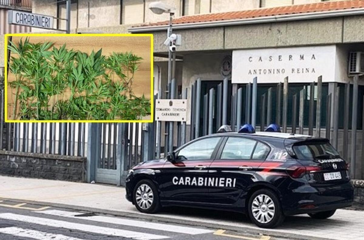 MASCALUCIA . COLTIVAVA 75 PIANTE DI “CANNABIS INDICA” IN MEZZO AGLI ORTAGGI: ARRESTATO - 