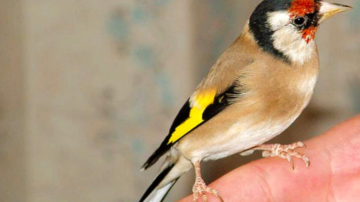 PATERNO': DETENEVA DEI  CARDELLINI SPROVVISTI DI ANELLO IDENTIFICATIVO, DENUNCIATO - 