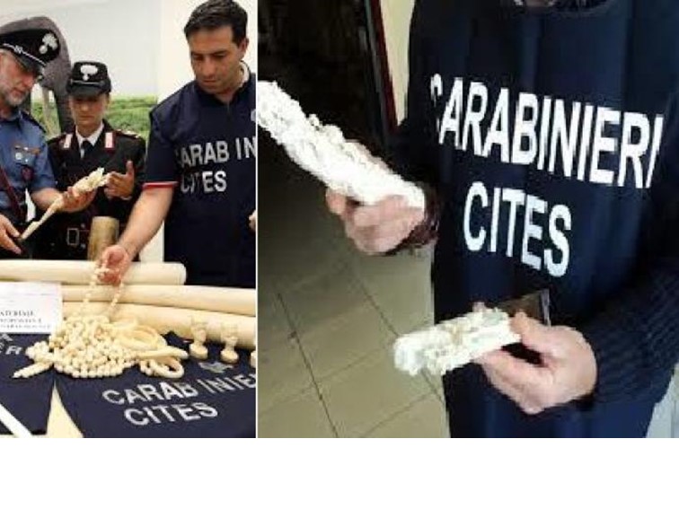 PATERNO': DETENEVA DEI  CARDELLINI SPROVVISTI DI ANELLO IDENTIFICATIVO, DENUNCIATO