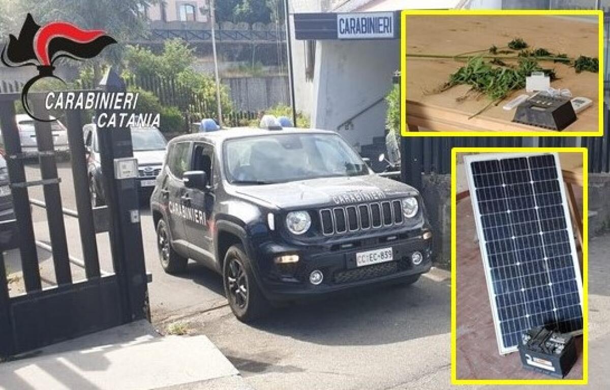 BELPASSO: PIANTE DI CANNABIS   COLTIVATE IN UN TERRENO: UN DENUNCIATO - 