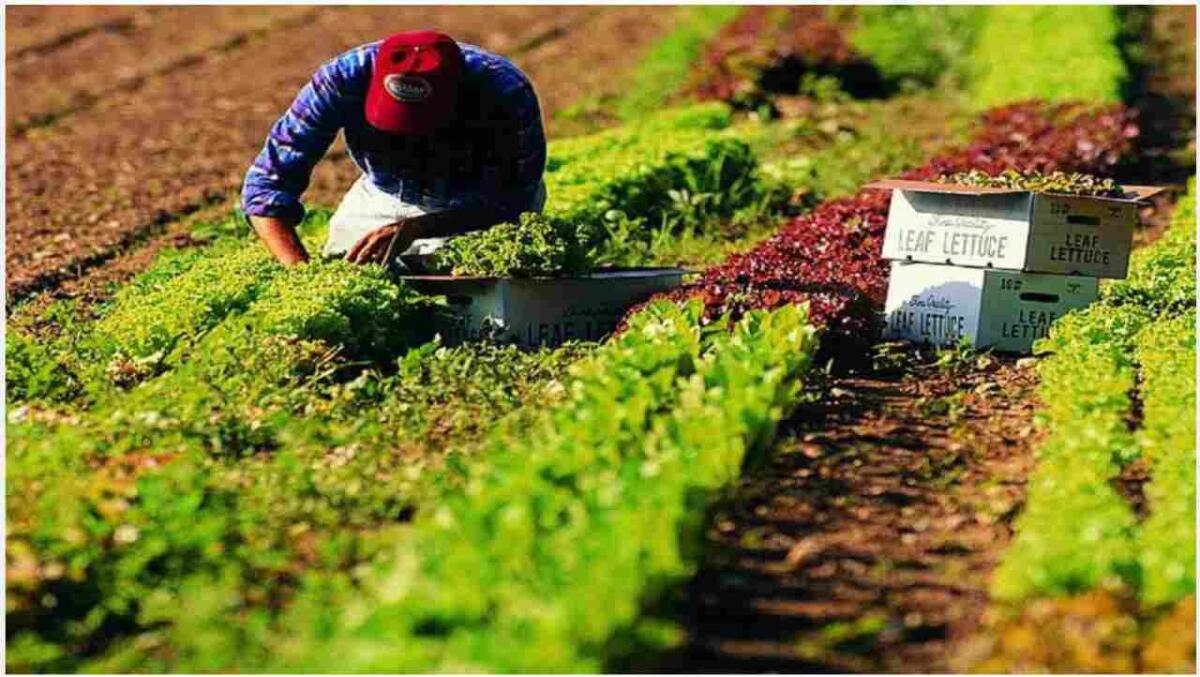 DA FINE GIUGNO I PRIMI PAGAMENTI DISOCCUPAZIONE AGRICOLA - 