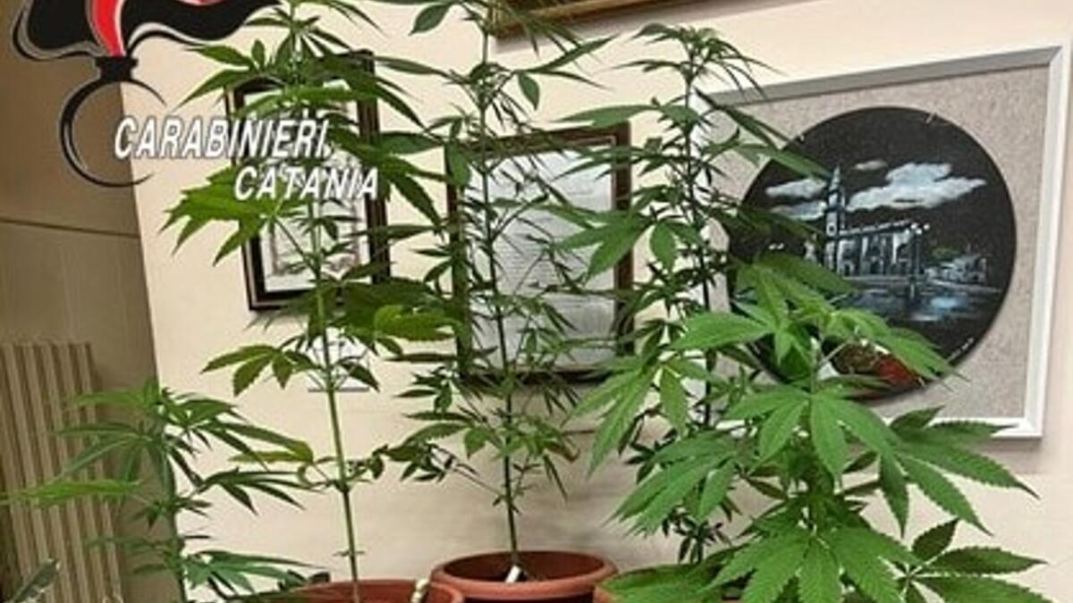 PEDARA. PIANTE DI CANNABIS IN BALCONE, DENUNCIATO 32ENNE - 