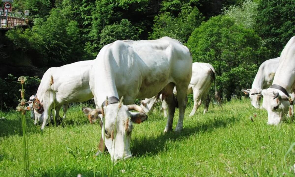 LICODIA EUBEA. PORTA LE MUCCHE AL PASCOLO IN UN TERRENO NON SUO, DENUNCIATO UN ALLEVATORE - 