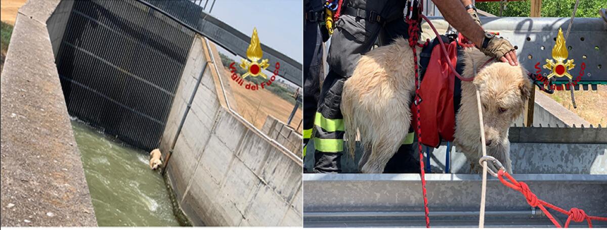 I VIGILI DEL FUOCO SALVANO UN CANE CADUTO ALL'INTERNO DI UN CANALE A SFERRO - 
