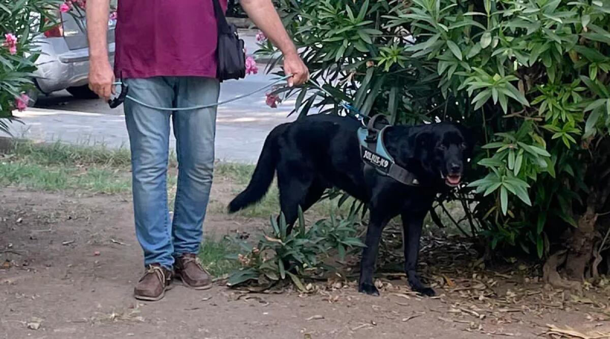 IN SICILIA È LEGGE, OBBLIGATORIO PULIRE CON ACQUA LA PIPÌ DEL CANE - 
