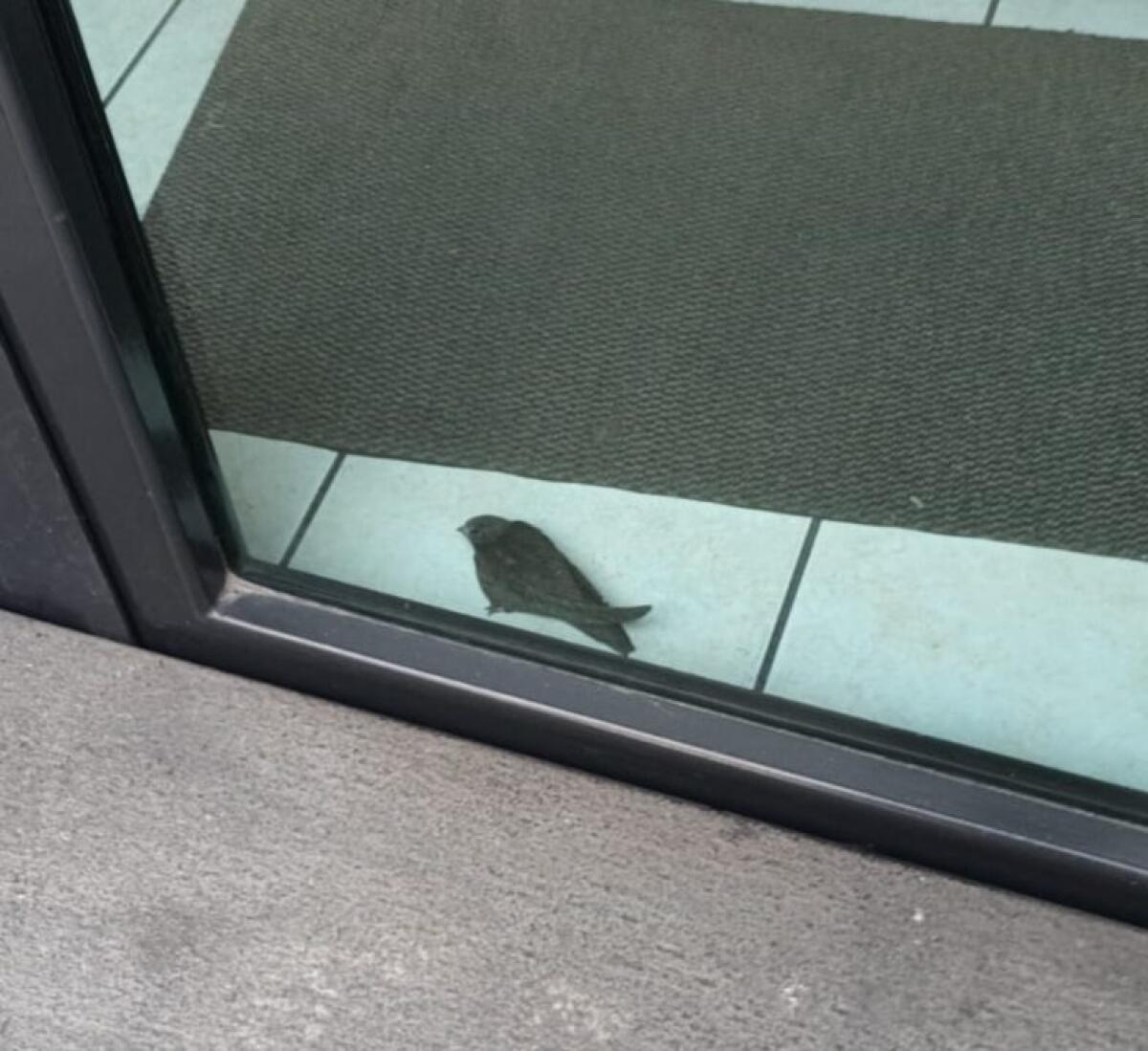 CALDO EMERGENZA   RONDINI ANCHE A PATERNO’ - 