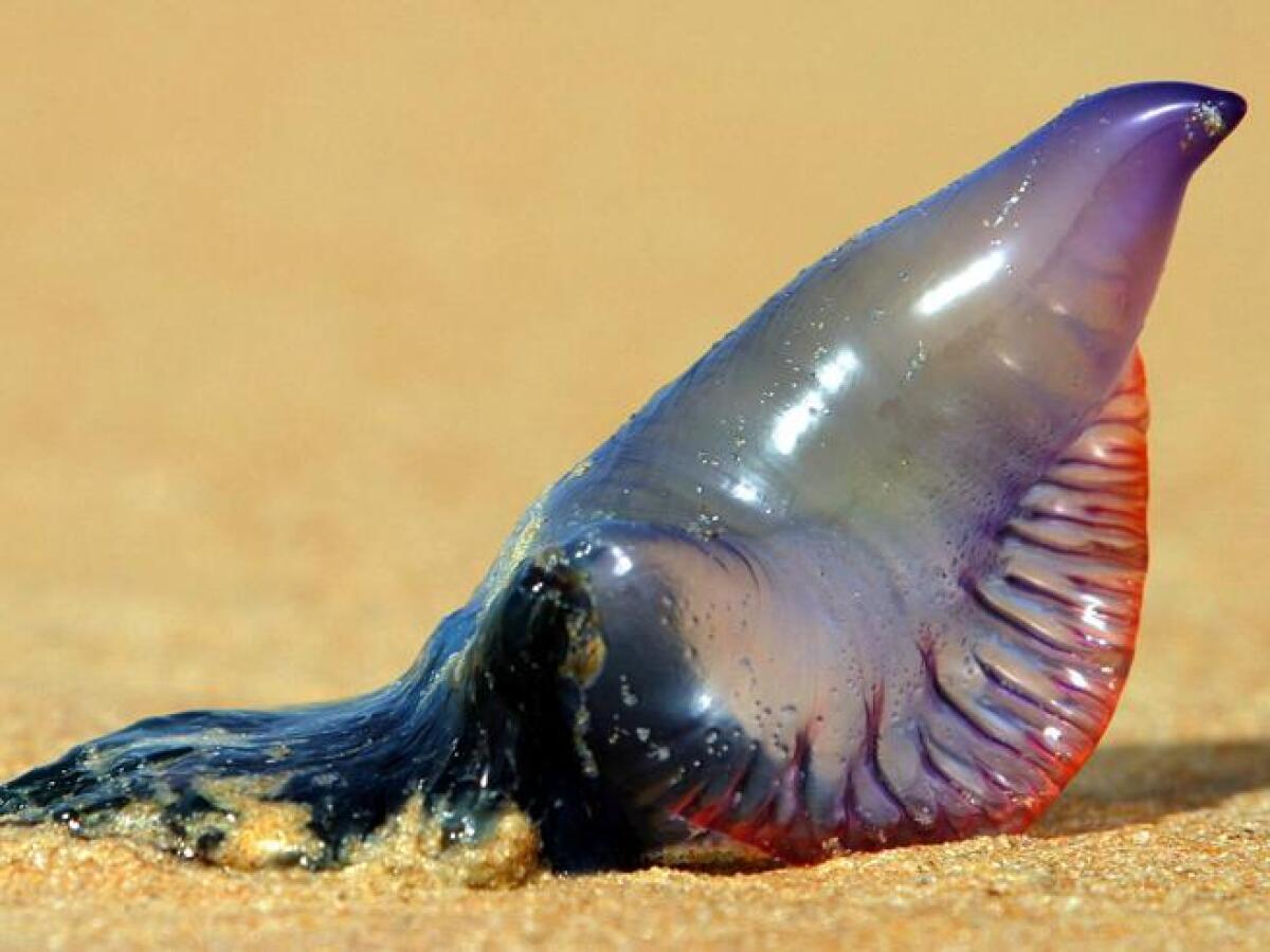 BAGNANTE URTICATA DA UNA CARAVELLA PORTOGHESE AD ACITREZZA, , E' IN TERAPIA INTENSIVA - 