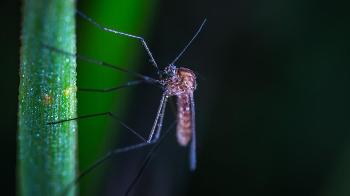 PRIMO CASA IN IN ITALIA DI FEBBRE DEL NILO OCCIDENTALE A PADOVA - 