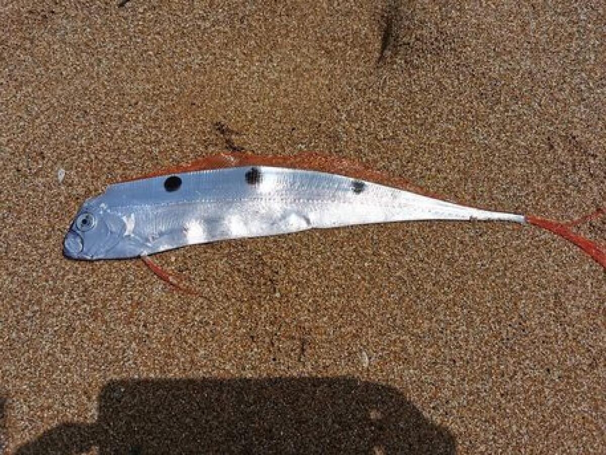 TROVATO NELLA SPIAGGIA DI SELINUNTE   UN RARO ESEMPLARE DI «PESCE NASTRO» - 