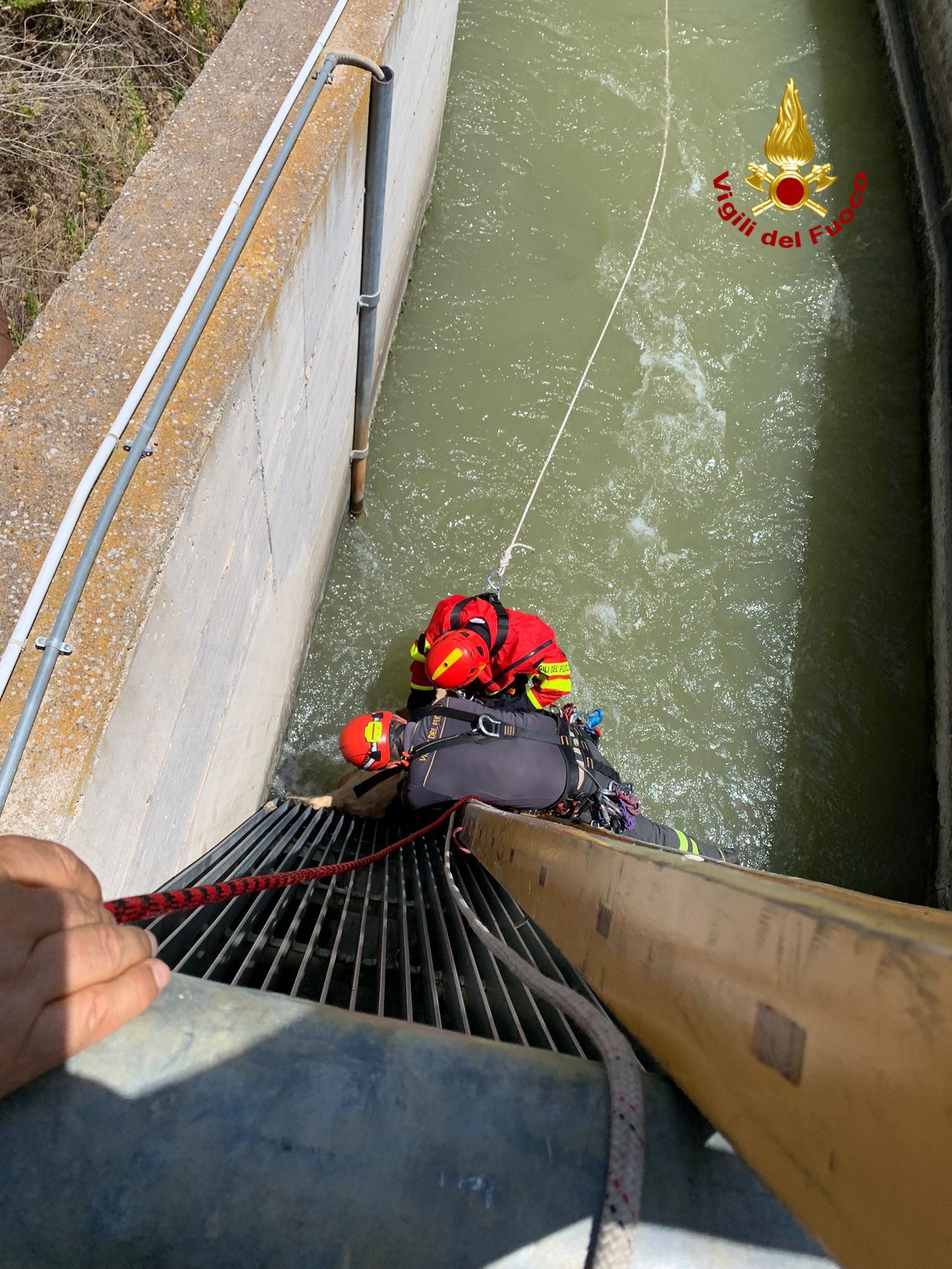 I VIGILI DEL FUOCO SALVANO UN CANE CADUTO ALL'INTERNO DI UN CANALE A SFERRO