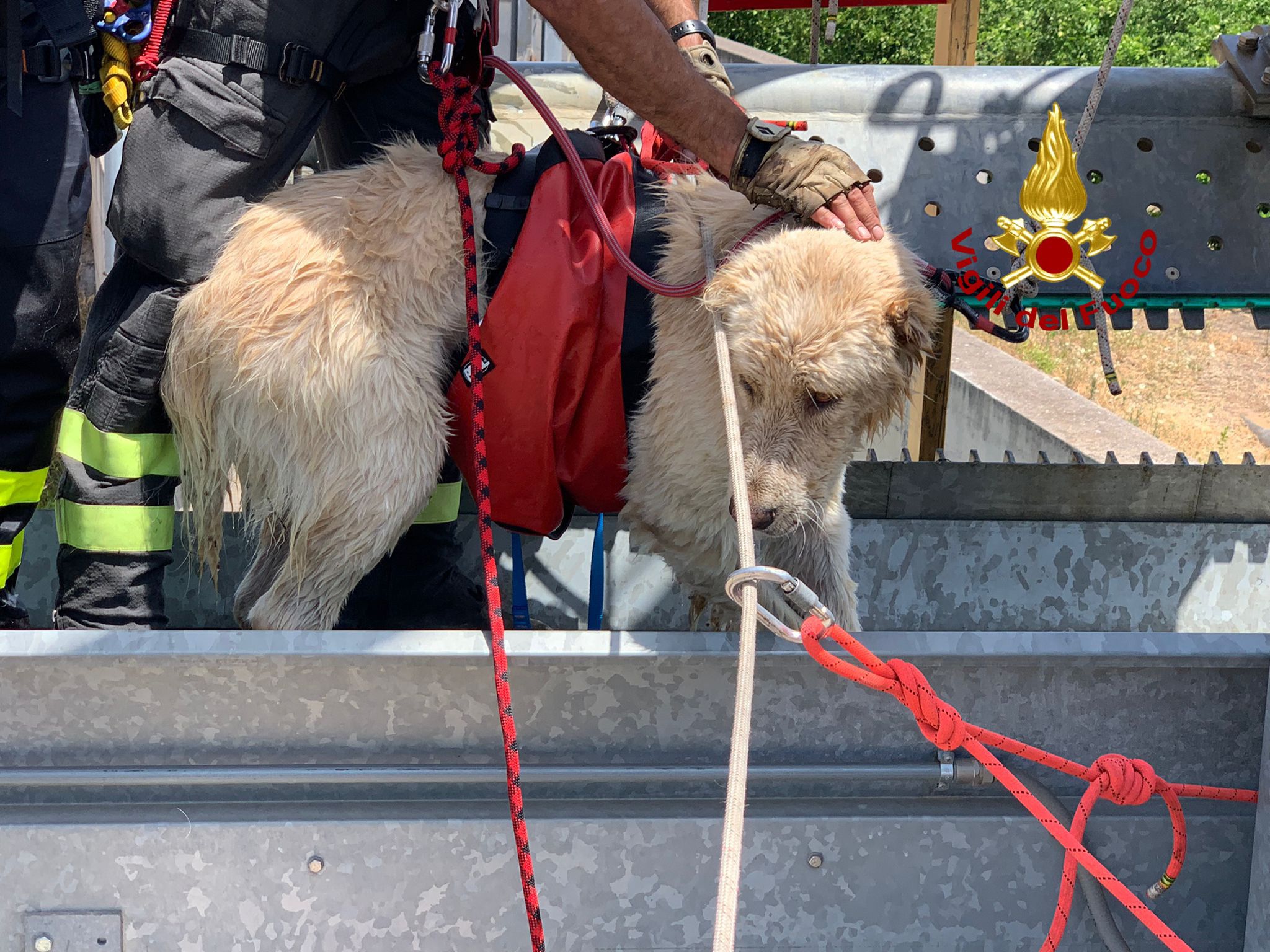 I VIGILI DEL FUOCO SALVANO UN CANE CADUTO ALL'INTERNO DI UN CANALE A SFERRO