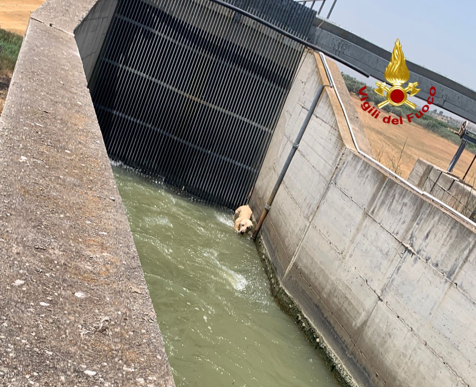I VIGILI DEL FUOCO SALVANO UN CANE CADUTO ALL'INTERNO DI UN CANALE A SFERRO