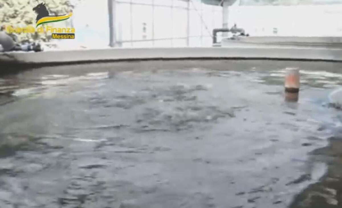 SEQUESTRATI BENI PER € 700.000 AD UN’AZIENDA ITTICA DI CARONIA (ME). - 