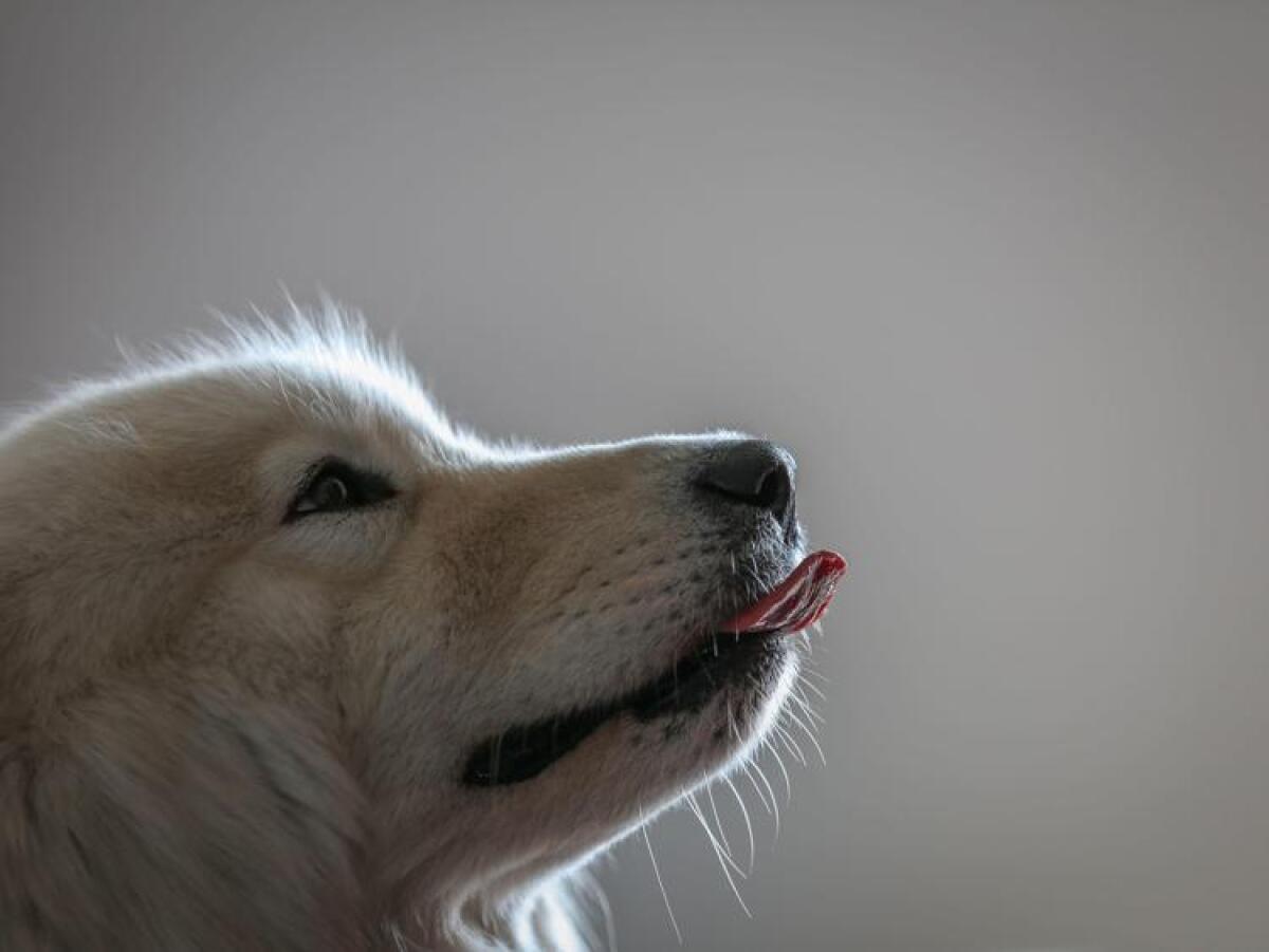 ACIREALE. UCCIDE A BASTONATE UN CUCCIOLO DI CANE, DENUNCIATO UN 77ENNE - 