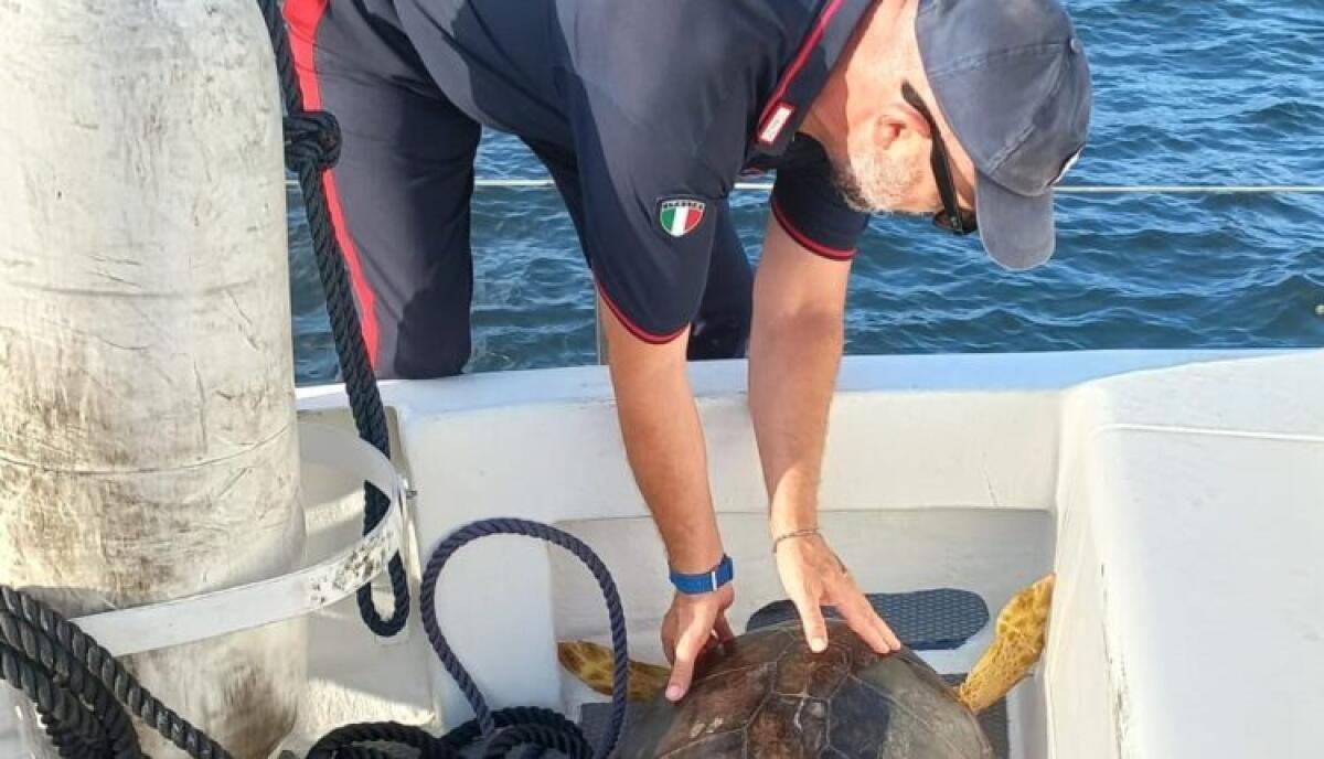 STROMBOLI  : I CARABINIERI SOCCORRONO UNA TARTARUGA MARINA IN MARE. - 