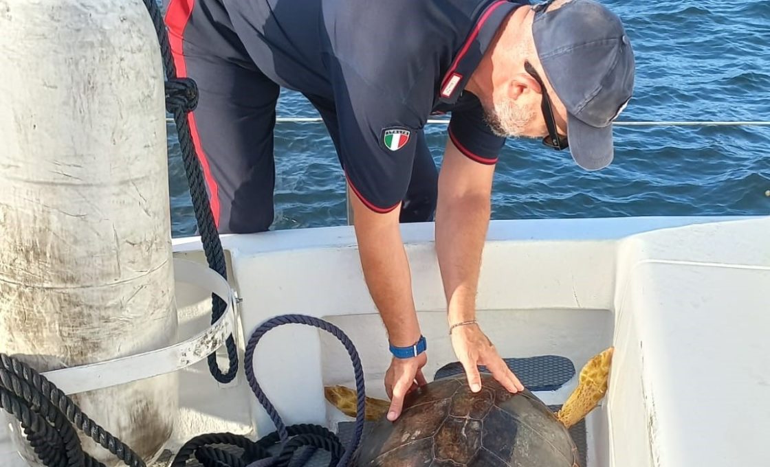 STROMBOLI  : I CARABINIERI SOCCORRONO UNA TARTARUGA MARINA IN MARE.