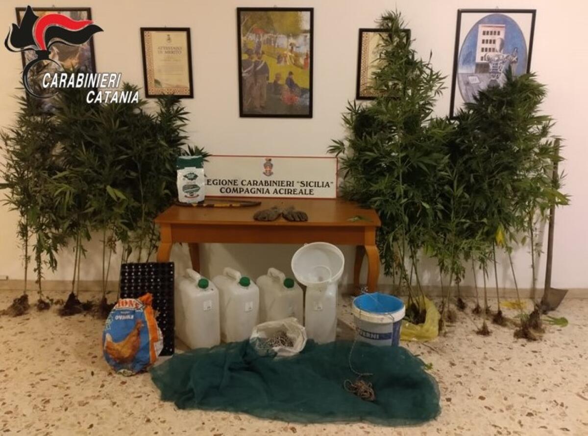 ACIREALE . COLTIVAZIONE DI MARIJUANA A CONDUZIONE FAMILIARE: ARRESTATO PADRE E DENUNCIATO FIGLIO MINORENNE. - 