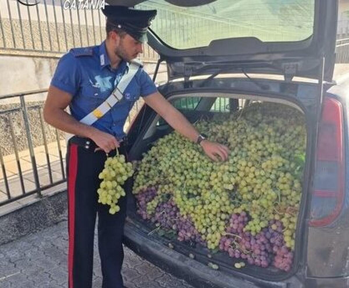 LICODIA EUBEA, SORPRESO CON 794 KG D’UVA NEL COFANO: ARRESTATO UN 31ENNE - 
