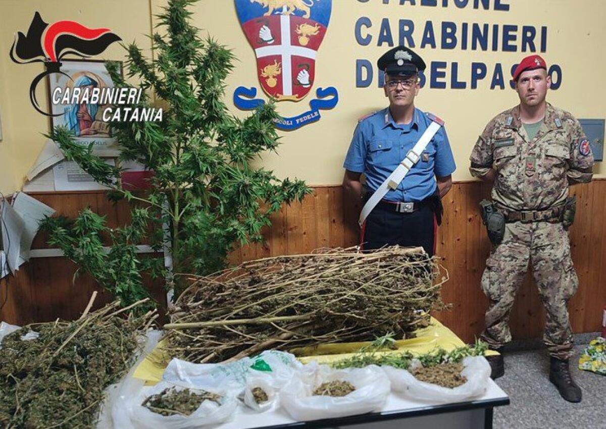 BELPASSO: NEL CASOLARE   PIÙ DI DUE CHILI DI MARIJUANA, ARRESTATI MARITO E MOGLIE - 