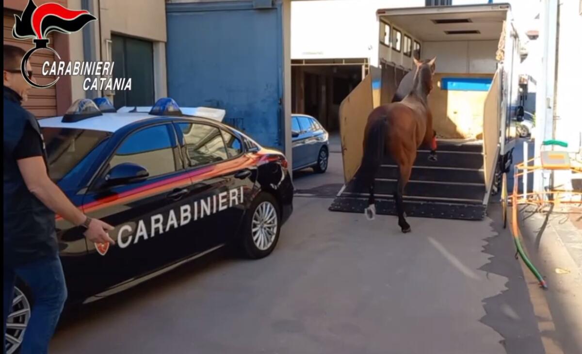 I CARABINIERI DI PATERNO' INTERROMPONO UNA CORSA CLANDESTINA DI CAVALLI A NICOLOSI, 9 DENUNCE - 