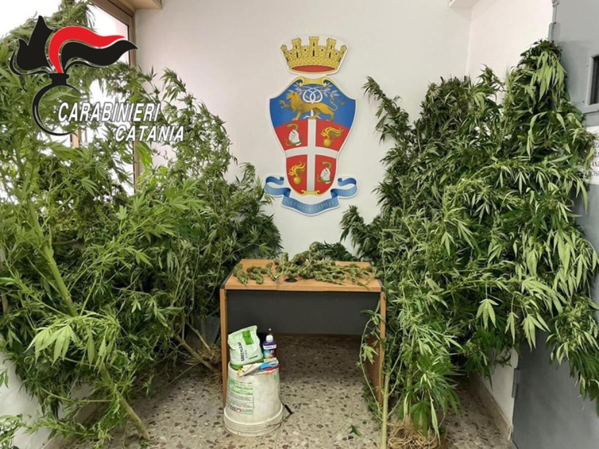 ERA AI DOMICILIARI , IL GIUDICE LO AUTORIZZAVA A LAVORARE IN CAMPAGNA MA LUI COLTIVAVA MARIJUANA - 