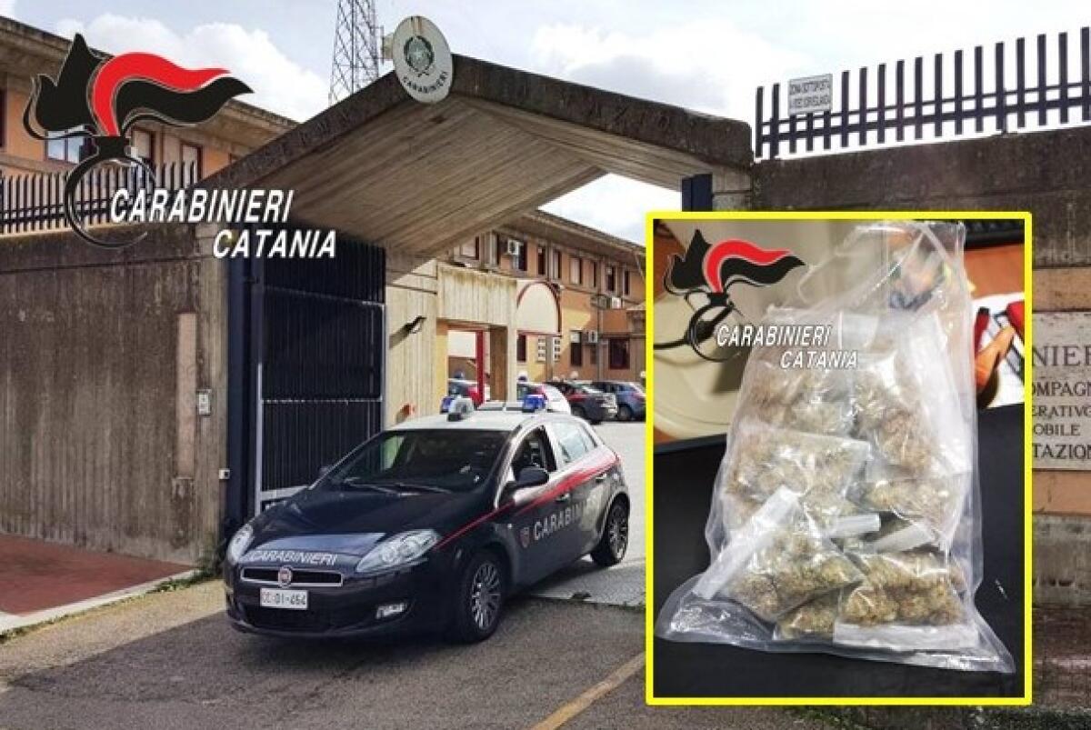 CATANIA. SORPRESO IN UN TERRENO MENTRE CERCA DI NASCONDERE QUASI 100 GRAMMI DI MARIJUANA - 