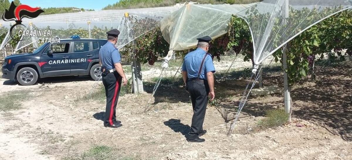 Furti uva a Caltagirone: 51enne catanese denunciato - 